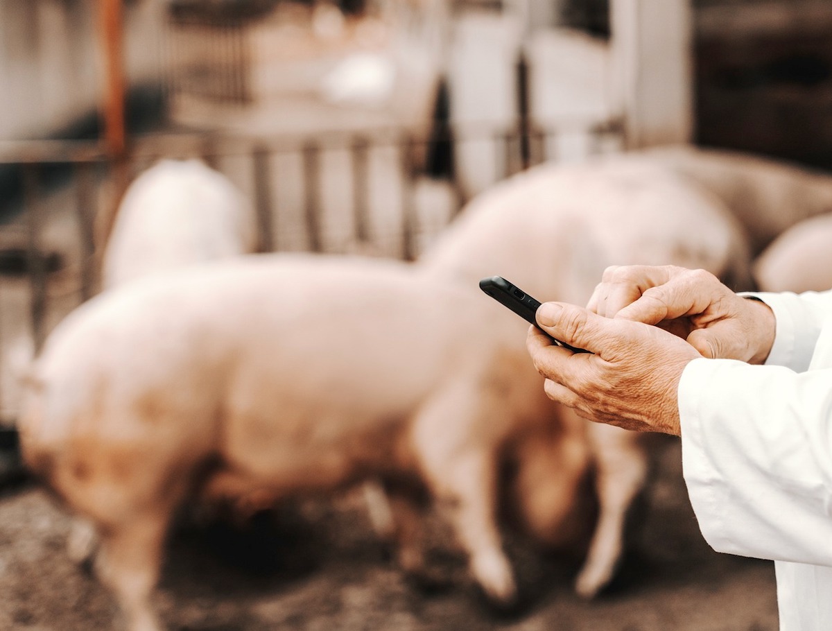 Los planes del sector porcino para abordar los nuevos escenarios que se avecinan