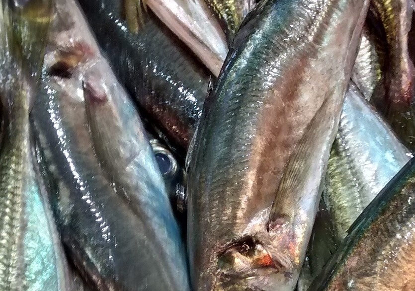 Nuevo plan de gestión sostenible para la pesca de cerco de boquerón y sardina en el Mediterráneo