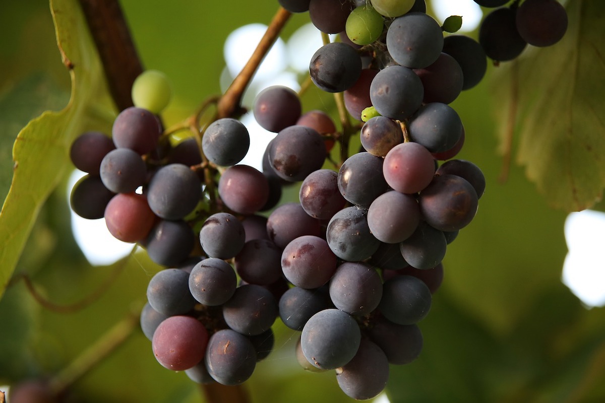 Objetivo, evitar la pérdida de acidez en los vinos a causa del cambio climático