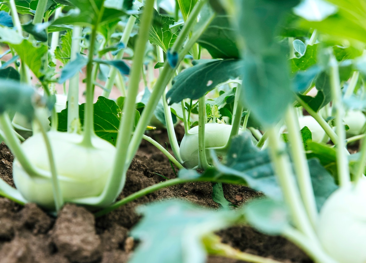 Sensores de humedad y temperatura que podrían reducir a la mitad el consumo de agua de la agricultura