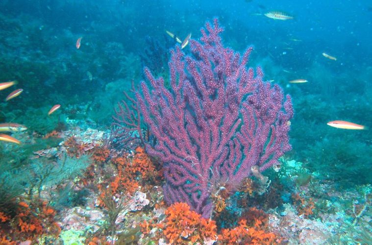 Reservas Marinas o la importancia de cuidar el mar con una pesca responsable - Foto Diego K. Kersting