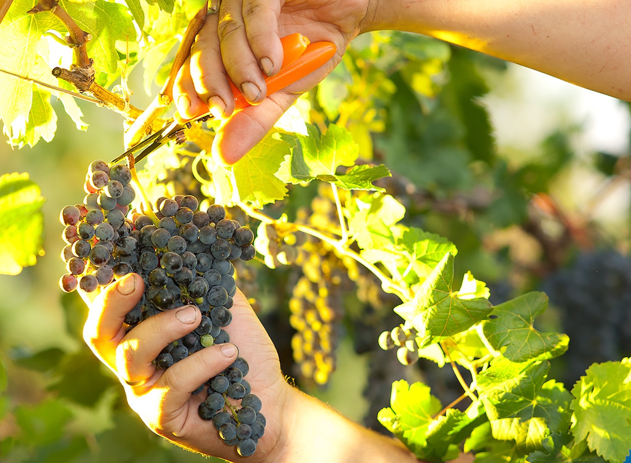 Sobre las ventajas de usar contratos tipo homologados en esta nueva campaña de uva y vino