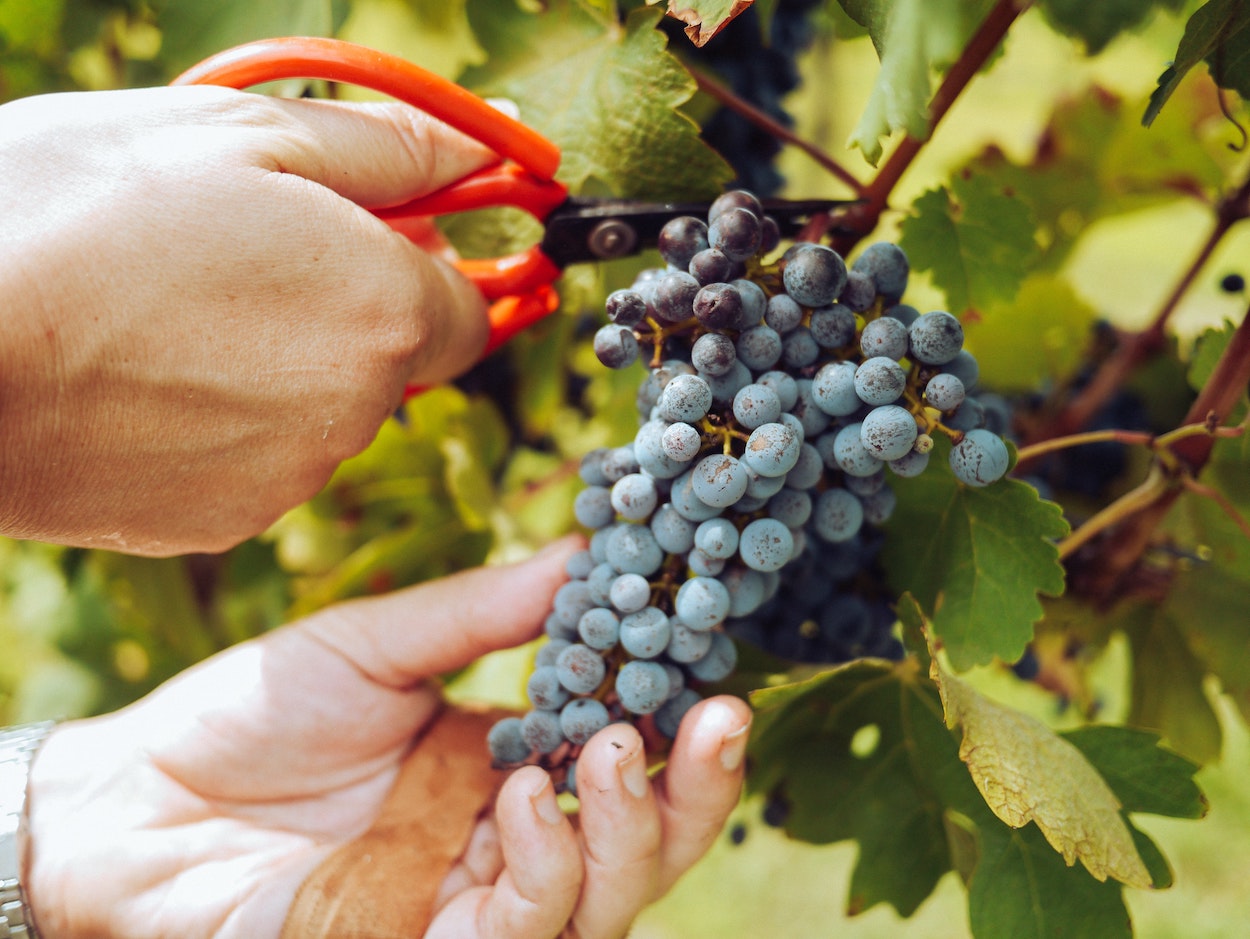 Acaba la vendimia con la previsión de un descenso del 15 % en la producción de vino