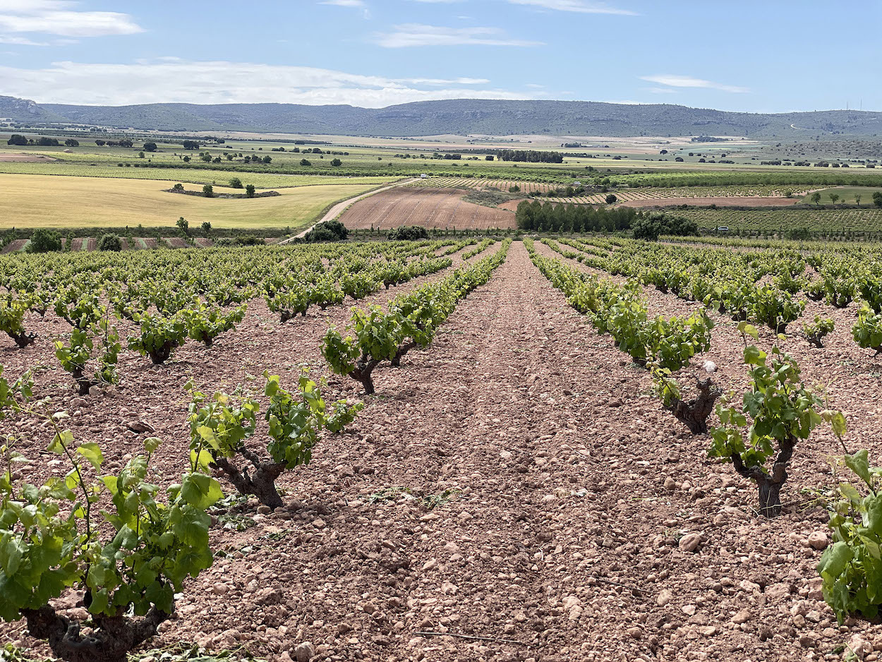 Almansa, nueva Ruta del Vino de España