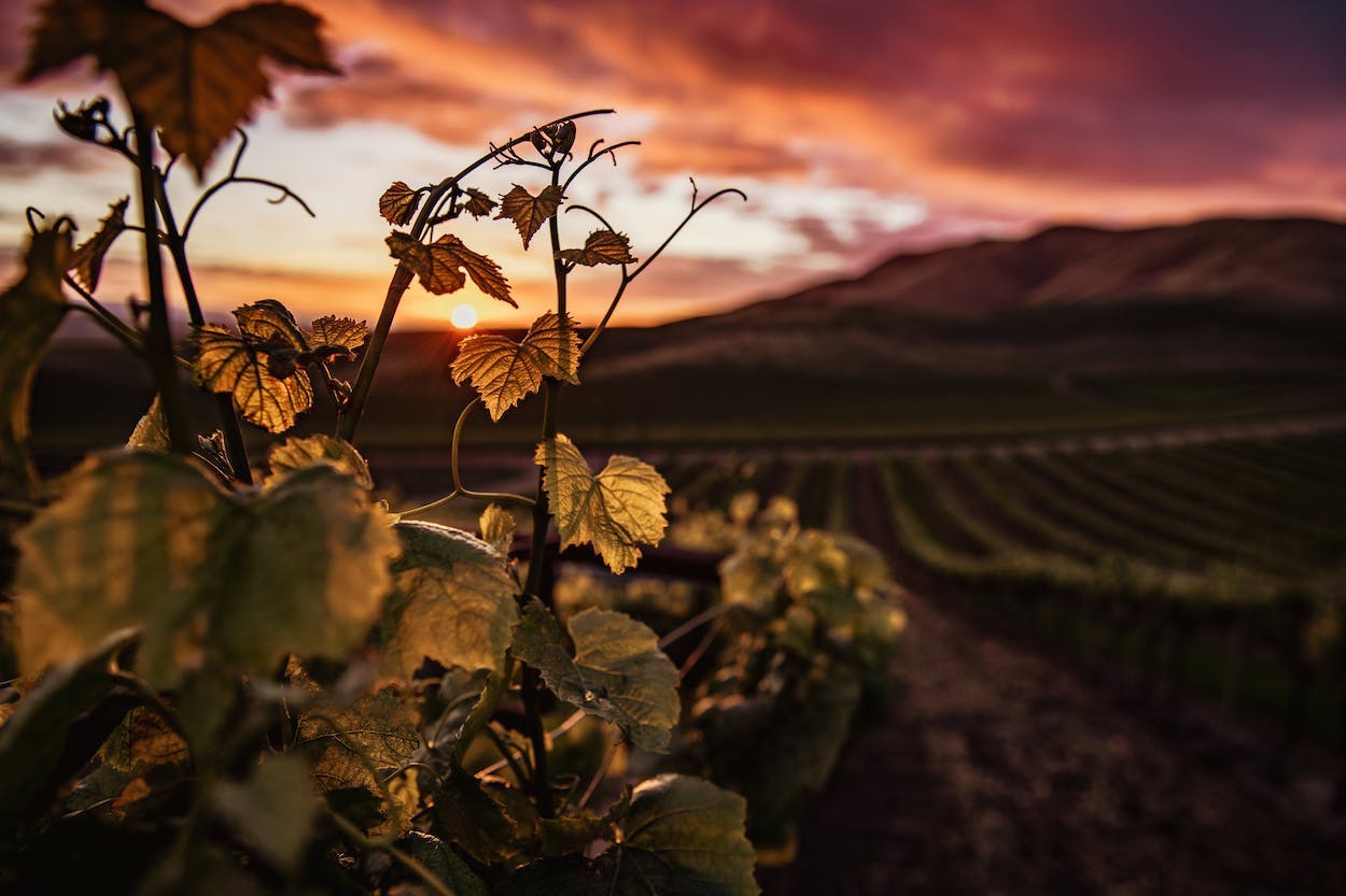 Alto Piamonte-Gran Monferrato, Ciudad Europea del Vino 2024