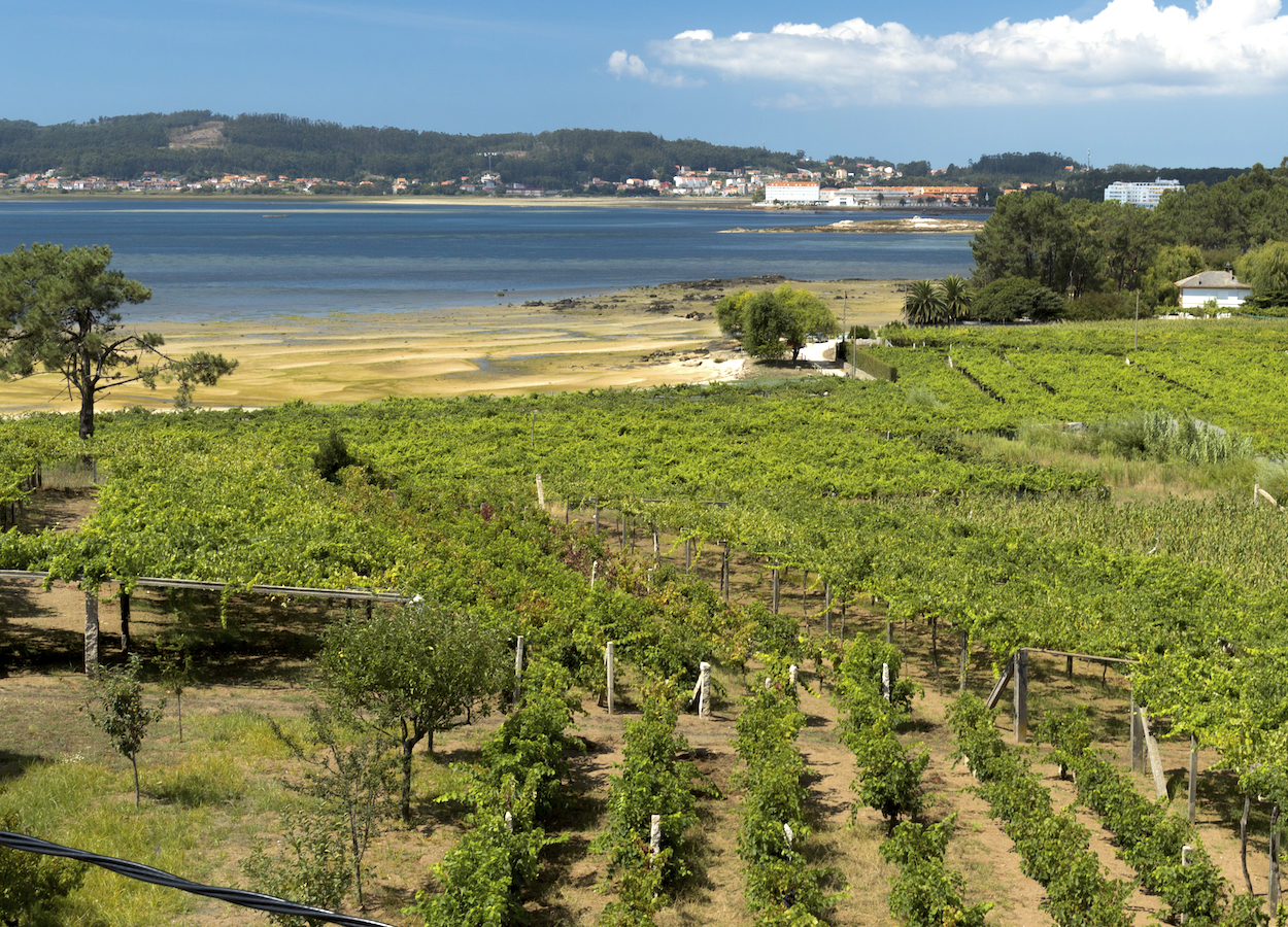 Cambados, Ciudad Española del Vino 2024 