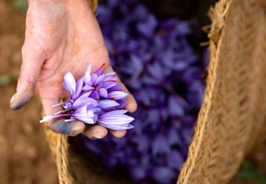 El temor a una nueva caída de la producción marca el inicio de la cosecha de azafrán de La Mancha