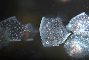 Piscibien, proyecto de acuicultura con el bienestar de los peces como objetivo