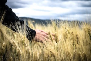 La renta agraria crece más de un 11 % en 2023