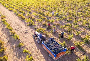 La vendimia 2023 en la DOP Jumilla: menor cantidad, excelente calidad