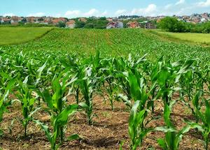 Nuevas medidas que afectan al sector agrícola, ganadero y pesquero