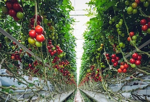 Acuerdo en la COP28 para reducir las emisiones de carbono del sistema alimentario