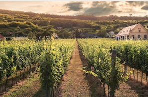 Las DOP europeas del vino valoran positivamente la nueva regulación de las indicaciones geográficas