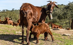El Cabrito de Extremadura es ya Indicación Geográfica Protegida (IGP)