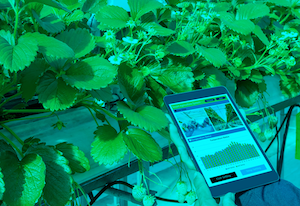España, líder UE en proyectos de innovación agroalimentaria gracias a los grupos operativos