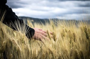 Casi 285 millones de euros para subvencionar los seguros agrarios en 2024