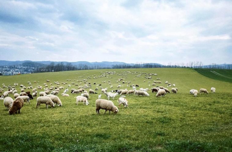 Ayudas directas a los ganaderos madrileños por ataques de lobos, perros asilvestrados o buitres