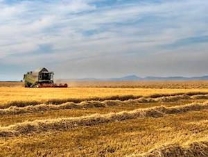 Ayudas extraordinarias para agricultores de secano, arroz y tomate de industria 
