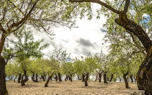 España solicita el reconocimiento internacional para el Banco Mundial de Germoplasma del Olivo de Córdoba