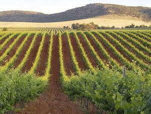 Campo de Calatrava, nueva Denominación de Origen Protegida de vinos