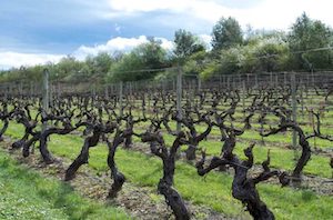 El Ministerio activa de nuevo la posibilidad de cosecha en verde para uva de vinificación 