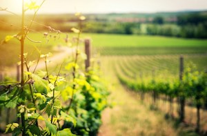 La industria vitivinícola europea se posiciona sobre el conflicto de la agricultura