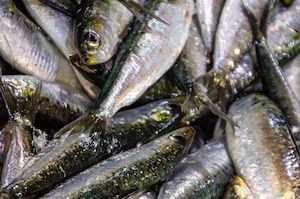 Este año se adelanta la pesca de la sardina ibérica en el Golfo de Cádiz