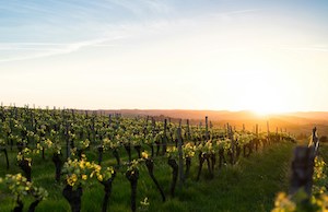 Premios Ecoracimo, en busca de los mejores vinos y vinagres ecológicos