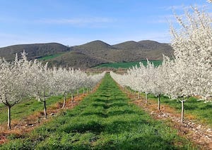 Comienza la Fiesta de La Floración del Endrino en Navarra