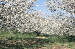 Los cerezos del Valle del Jerte ya están en floración