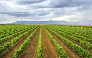 Los vinos de Rosalejo ya son Denominación de Origen Protegida
