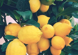 El exceso de limones esta campaña hace que se acumulen 400 millones de kilos sin recoger