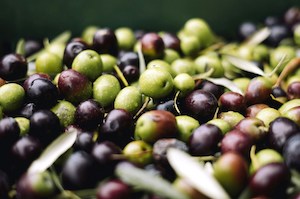 Las lluvias recientes generan optimismo de cara a la próxima campaña del aceite