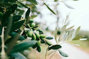 Los subproductos de la molturación de la aceituna podrían ayudar a reducir las emisiones de metano de las ganaderías