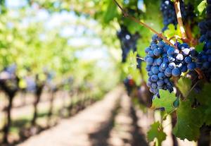 Vinos con menor grado alcohólico para compensar el aumento provocado por el cambio climático