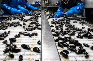 40 millones de euros en ayudas al sector transformador pesquero y acuícola