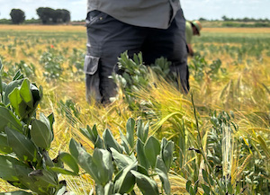Avances en el cultivo intercalado de leguminosas y cereales en una misma parcela