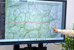 Inteligencia Artificial para controlar las plagas en el sector agrario