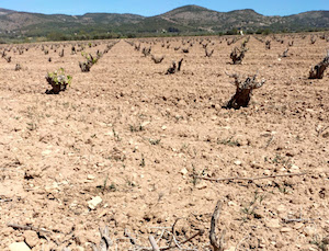 La DOP Vinos de Alicante, en situación de sequía extrema