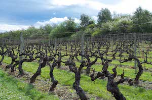 La práctica totalidad de viñedo en España está en territorio de alguna denominación de calidad