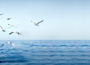 La relación entre océanos y salud, a debate en la nueva edición del Encuentro de los Mares