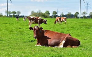Llamamiento internacional a usar la inteligencia artificial en favor de la defensa de animales y plantas