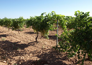  Los viticultores de Castilla-La Mancha, desilusionados por la falta de rentabilidad