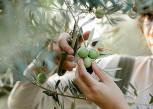 Nueva edición del programa europeo EWA, que apoya proyectos agroalimentarios liderados por mujeres