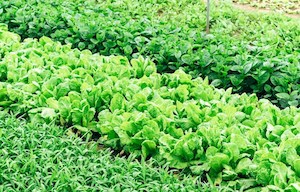 Una mezcla adhesiva de aceites comestibles como alternativa a los pesticidas tóxicos