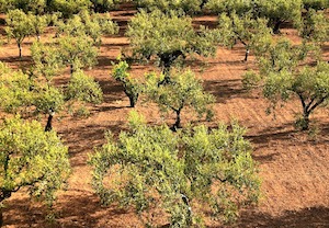 Siete proyectos que podrían transformar y rentabilizar la industria del olivar