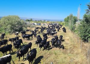 El papel de la trashumancia en el mantenimiento de las razas locales europeas