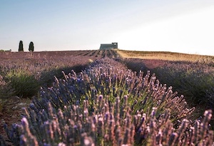 Festival de la Lavanda en flor en la Alcarria madrileña