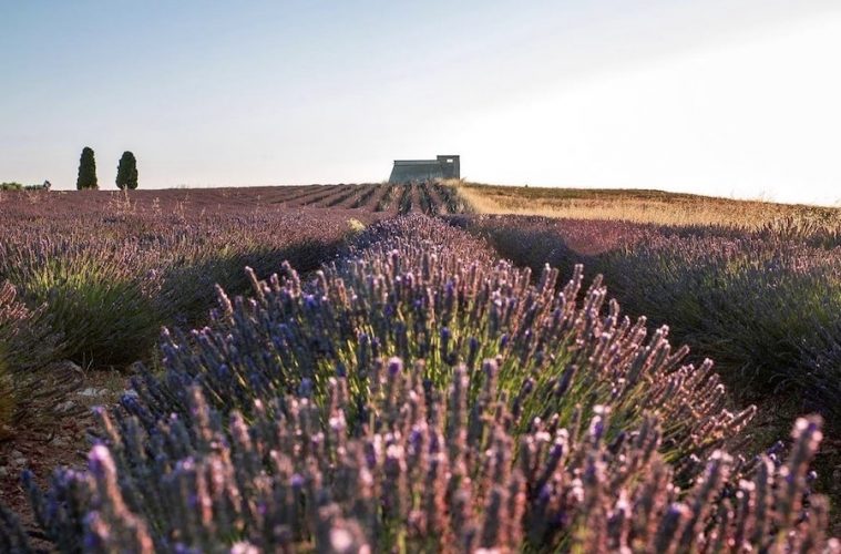Festival de la Lavanda en flor en la Alcarria madrileña