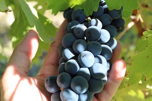 De cara a la próxima vendimia, homologados ya los contratos de compraventa de uva y vino